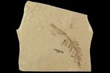 Metasequoia (Dawn Redwood) Fossils - Montana #102311-1